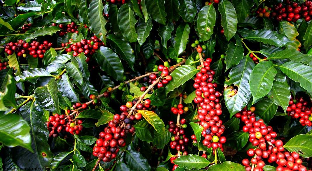 coffee-plant-entrepreneurs-should-take-a-look-at-coffee-farming